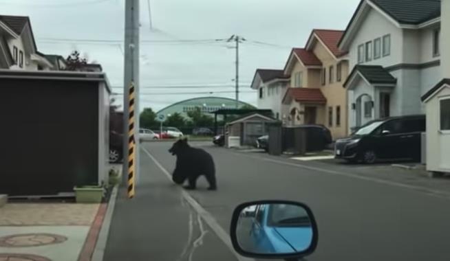 Bear Injures 4 in Japan Rampage