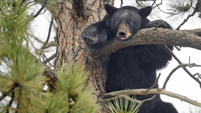 Car Prowling Bandit Caught On Tape, Turns Out to Be a Bear