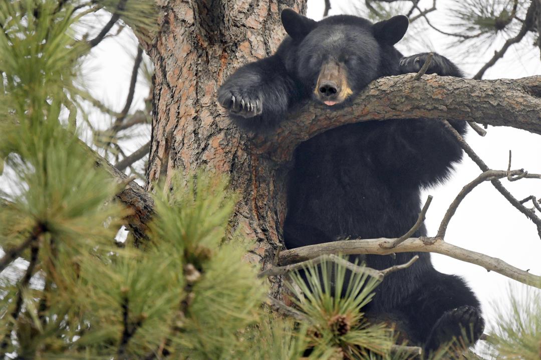 Culprit In Car Break Ins Smarter Than Your Average Bear