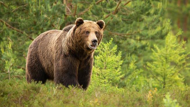 Fight Emerges Over Grizzly Living Near Wyoming Road