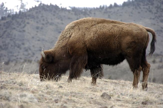 Hiker Suffers 'Significant' Injuries From Yellowstone Bison