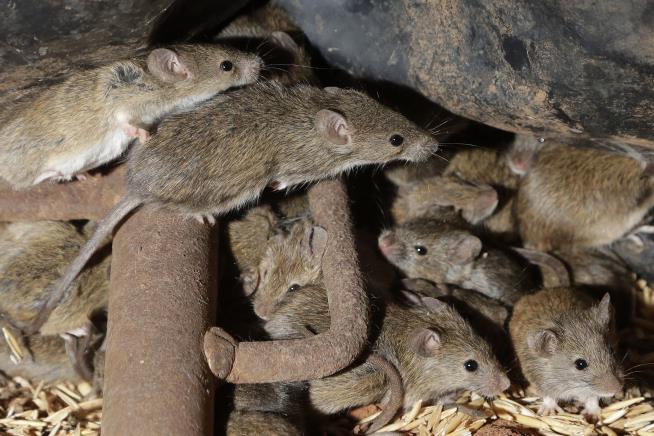 Mouse Plague Forces Prison Evacuation