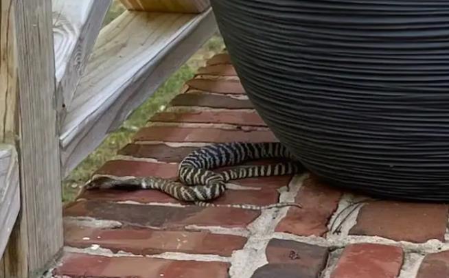 Escaped Spitting Zebra Cobra Is Now in State Custody