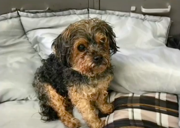 Florida Dog That Vanished 7 Years Ago Found in Michigan
