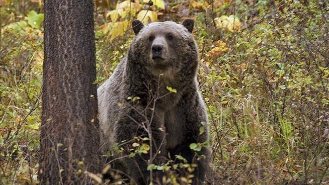 Grizzly Bear Found Decapitated, Declawed in Yellowstone River