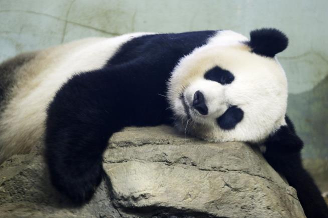 Giant Pandas in China No Longer Endangered