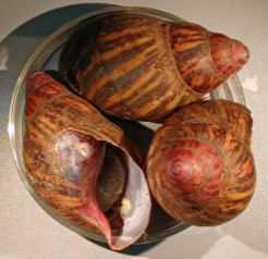 'One of Most Damaging Snails' Seized at Houston Airport