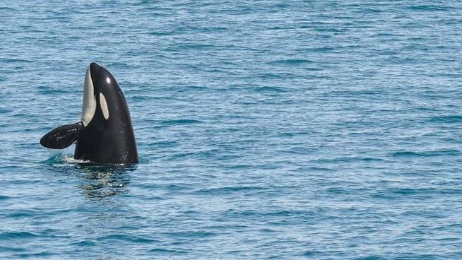 Baby Orca Dies Amid Huge Search for His Mom