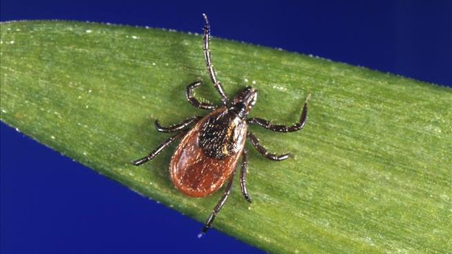 A Shot to Prevent Lyme Disease Is In Clinical Trials