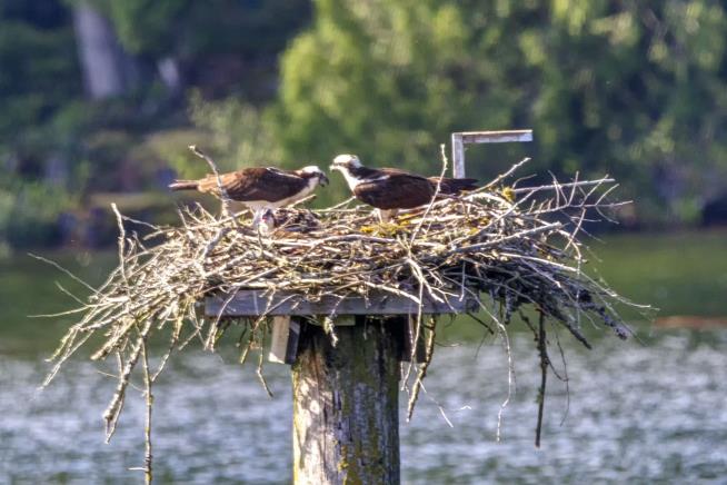 Young Ospreys Euthanized So Workers Could Change a Light