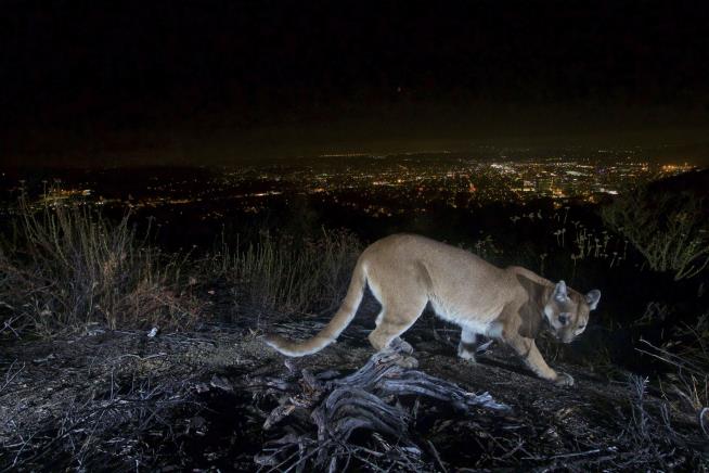 5-Year-Old's Mom Fights Off Mountain Lion Attacking Him in Yard