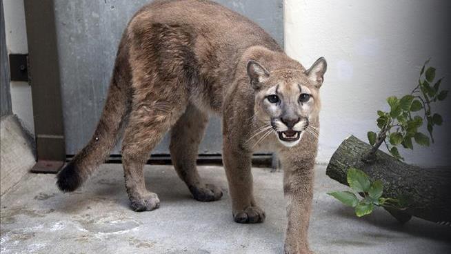 80lb Cougar Surrendered From NYC Apartment