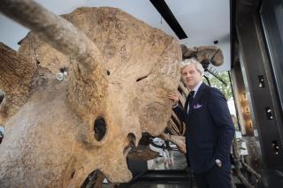 Largest Known Triceratops Fossil Is Up for Grabs