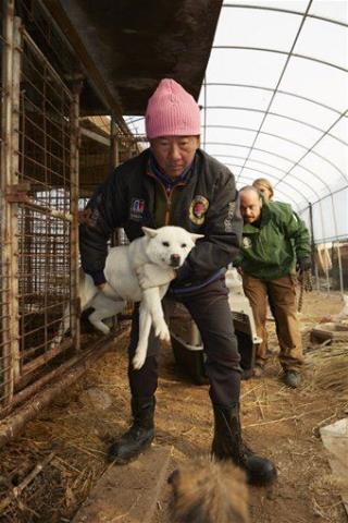 South Korea May Side With Dogs Over Tradition