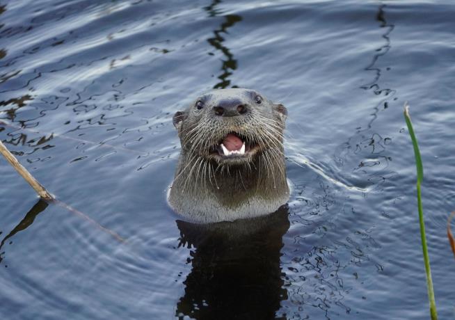 Otters Are On the Attack in This City
