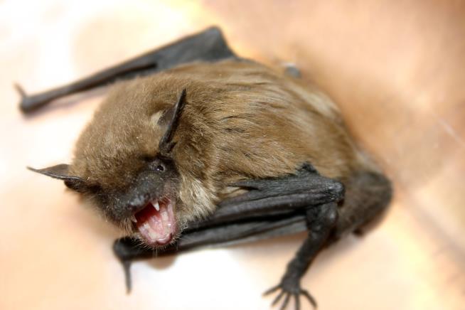 He Found a Bat on His Neck, Died Weeks Later
