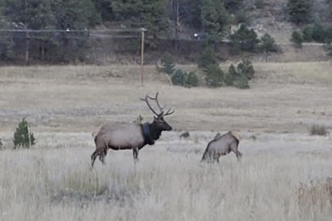 After 2 Years, Elk Freed of Tire Necklace