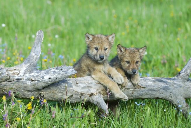 USDA's 'Lethal Control' of Wolf Pups Wins Few Friends