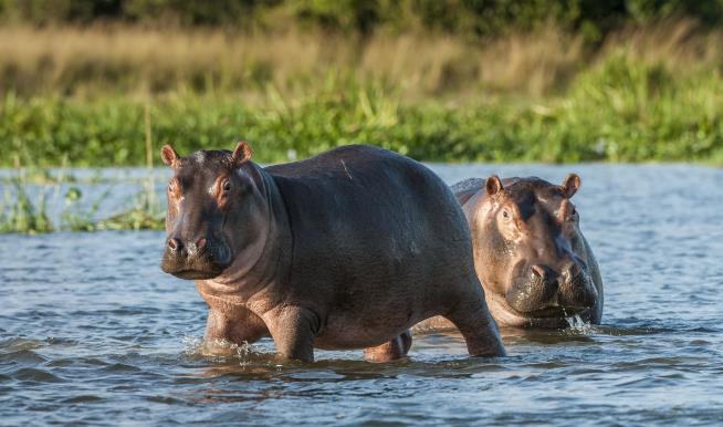 Escobar Had 4 Hippos. Dozens Now Threaten Colombia