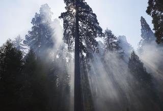 10K Sequoia Trees Face The Axe After Wildfires