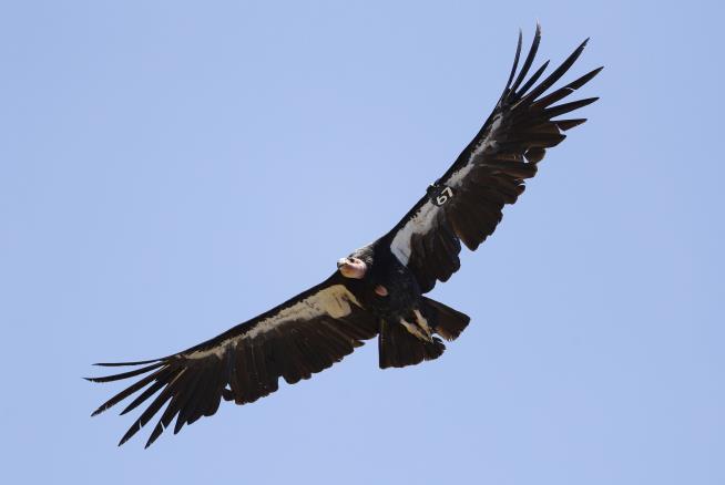 Researchers Document First Virgin Births by Condors