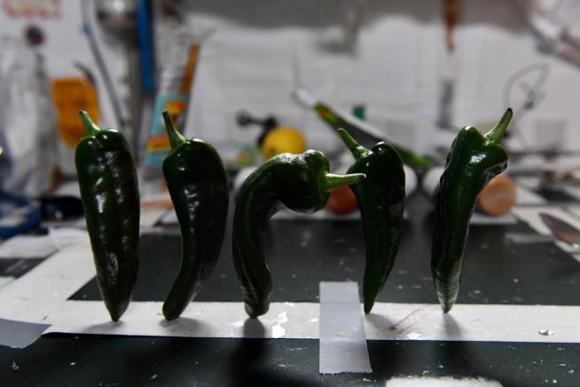 Astronauts Dine on First Space-Grown Chiles