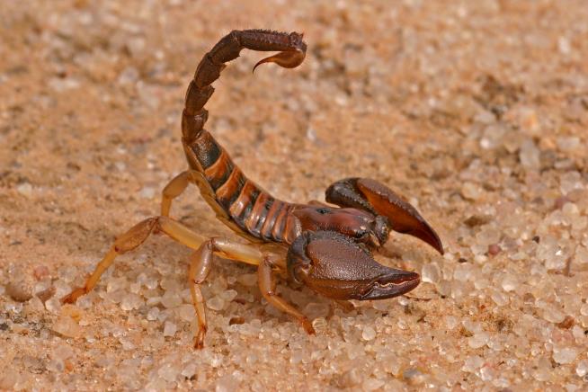 3 Dead, 500 Hurt in Scorpion Attacks