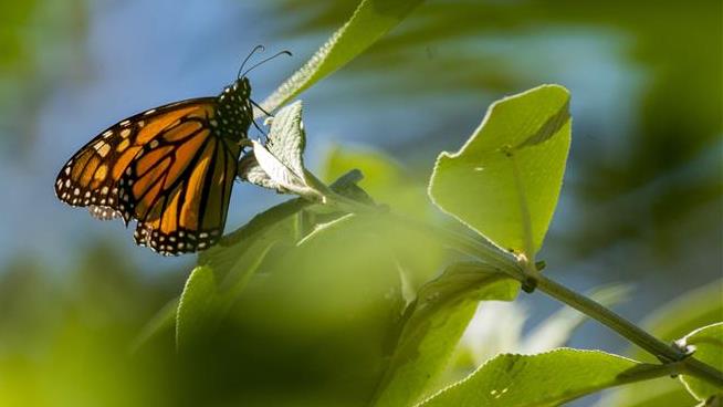 Monarch Butterfly Lovers Have Reason to Be Optimistic