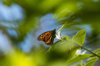 Monarch Butterfly Lovers Have Reason to Be Optimistic
