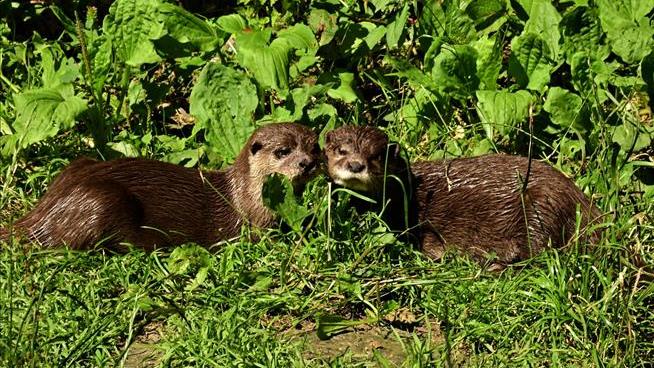 Parkgoer Says He Was Nearly Killed in Otter Attack