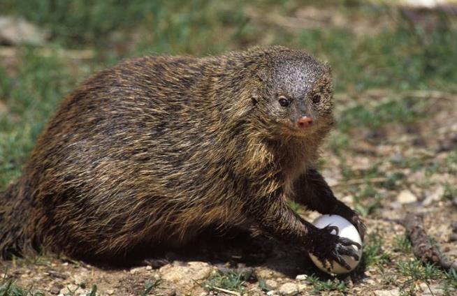 Lawmaker's Joke About Mongoose Crypto Coin Ends How You Think