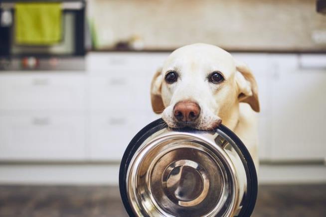 Pet Owners Having 'Nightmare' of a Time Finding Right Food