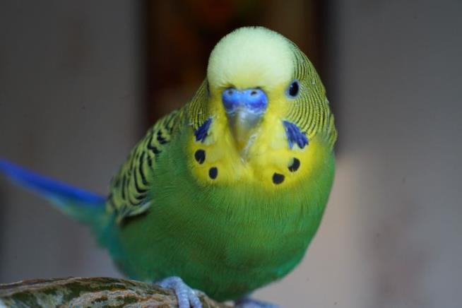 Man's Parakeet Breeding Plan Got Way Out of Control