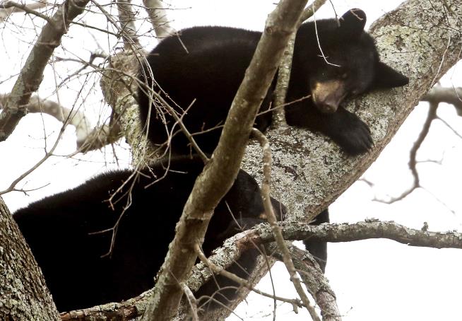 Virginia Closes Road to Let Bears Sleep