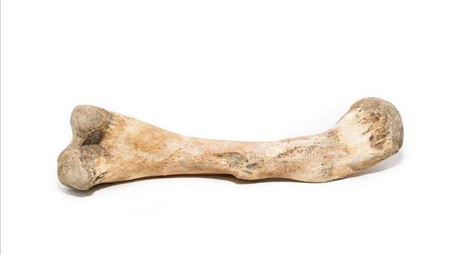 Dog Uncovers Bones of Man Killed in 2020