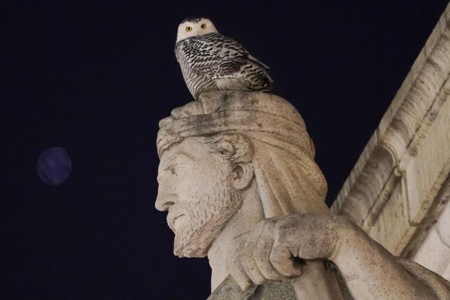 Rare Snowy Owl Captivates DC