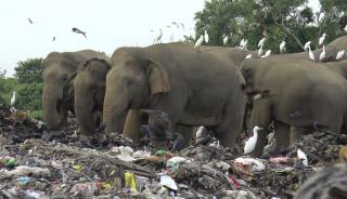 More Elephants Die in Plastic-Filled Dump