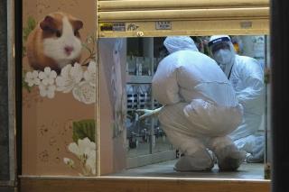 Hong Kong Blames COVID Outbreak on Hamsters