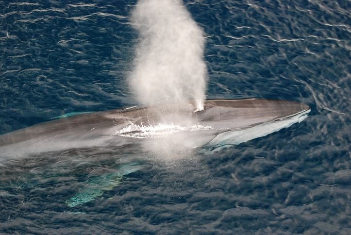 Whales Have a Unique Way to Avoid Choking 