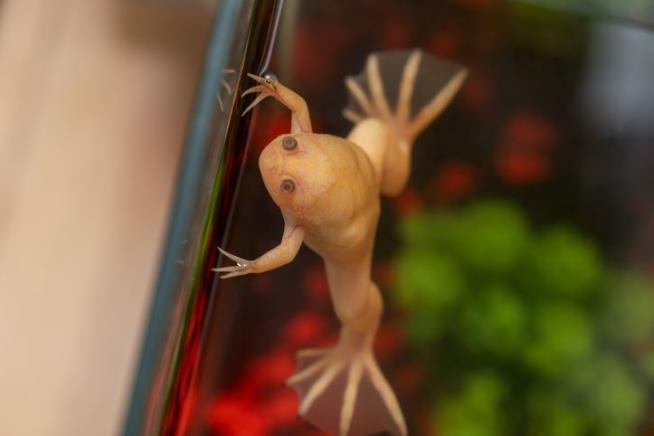 After 24-Hour Treatment, Frogs Started Regrowing Lost Limbs