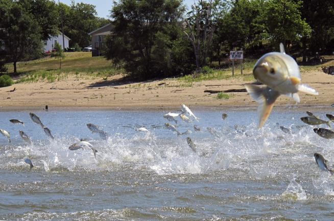 Army Is Creating a 'Zone of Chaos' for Invasive Carp