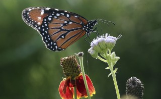 Butterfly Sanctuary Shuts Down Over QAnon Conspiracy Theory