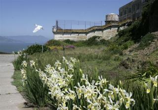 Alcatraz Garden Blooms Despite Years of Neglect