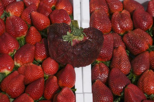 Behold: The World's Biggest Strawberry