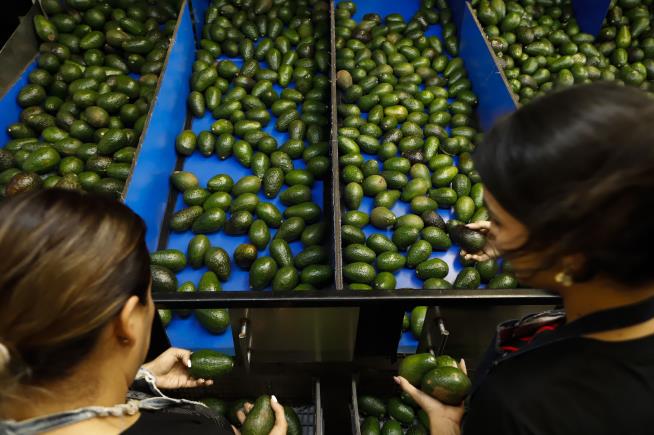 US Relents on Avocados From Mexico