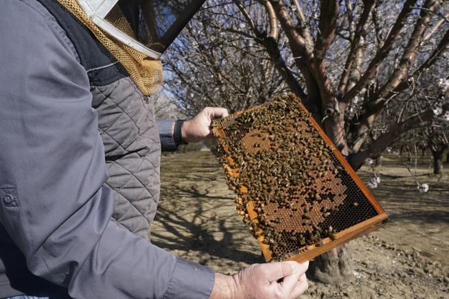 Why Beehives Are Being Stolen in California Right Now
