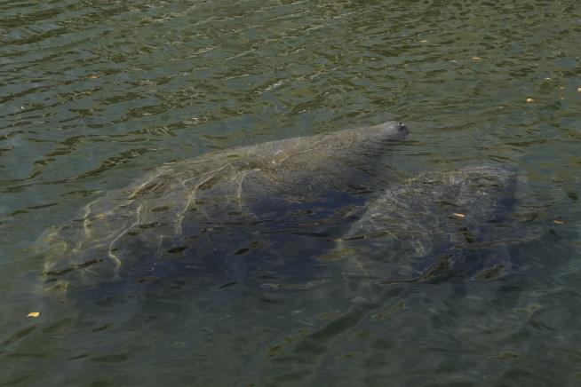 New Locale for Starving Manatees: Rehab Centers