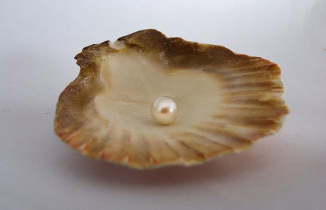 Pearl Found in Clam Dinner Could Be Worth $100K