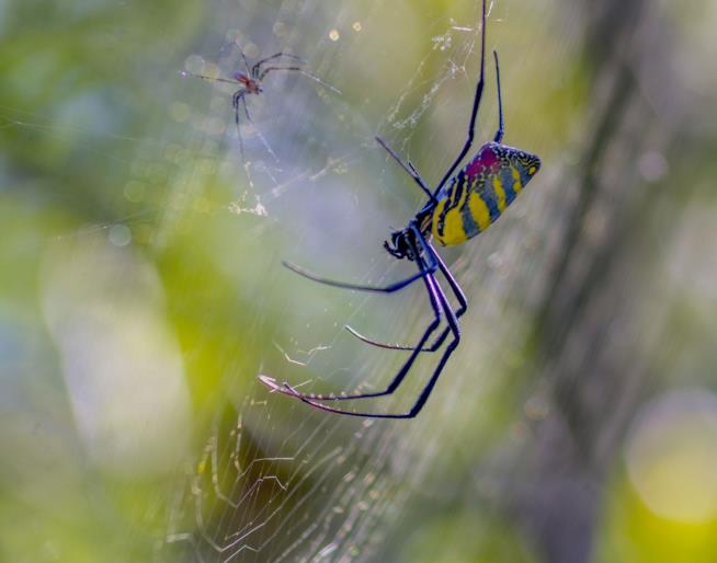These Giant 'Flying' Spiders May Take Over East Coast