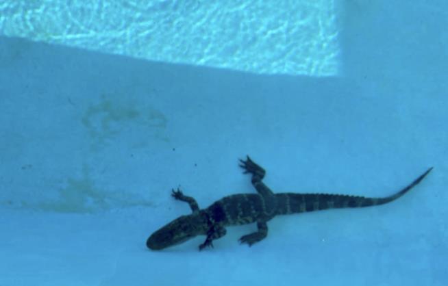 Gator Decides to Try Out for Prep School's Swim Team
